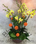 Orchid Phalaenopsis Gift Set - CODE 1133